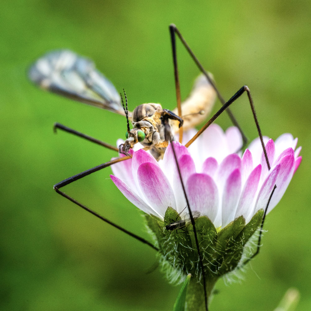 Discipline exigeante et stimulante, la macrophotographie me passionne en raison de mon intérêt pour le monde du vivant. Je la pratique régulièrement, ce qui me permet non seulement d’affiner mes compétences photographiques, mais aussi d'explorer l'univers fascinant du minuscule.